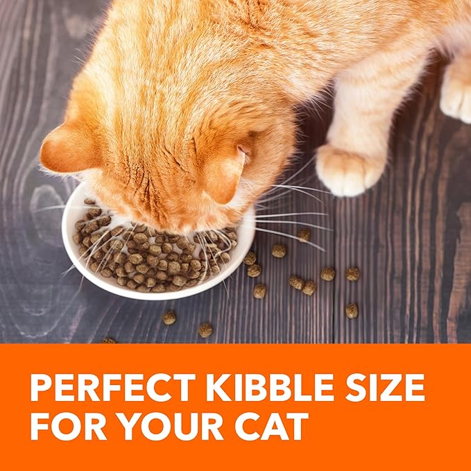 IAMS Proactive Health Adult Healthy Dry Cat Food with Real Salmon, 3.5 lb. Bag