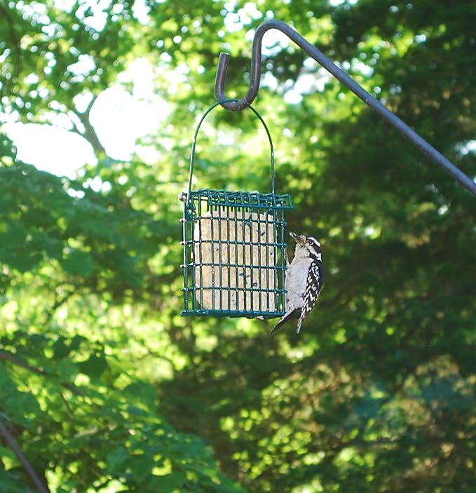 Wildlife Sciences High Energy Suet Cake 12 Packs (Apple Snack)