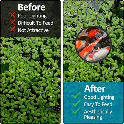 10 Pcs Fish Feeding Rings Set 5 Sizes Aquarium Round Feeder Ring for Fish Tank Aquarium Floating Plant Corral for Intercepts Floating Plants Black