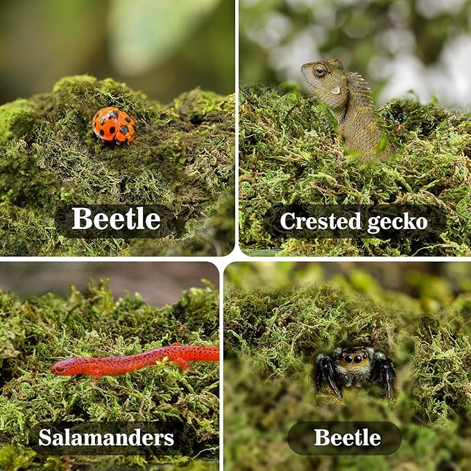 Sukh Sphagnum Moss for Reptiles -Terrarium Moss for Reptiles Peat Moss for Reptiles Habitat Bedding Moss for Snakes Turtle Frog Gecko and Other Reptiles Substrate (11.2, Ounces)