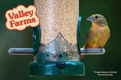 Valley Farms White Millet Wild Bird Seed (5LB) for Outside feeders, White proso Millet, Bird Watcher Secret Wild Bird Food to Attract Colorful Painted Buntings in Southern USA