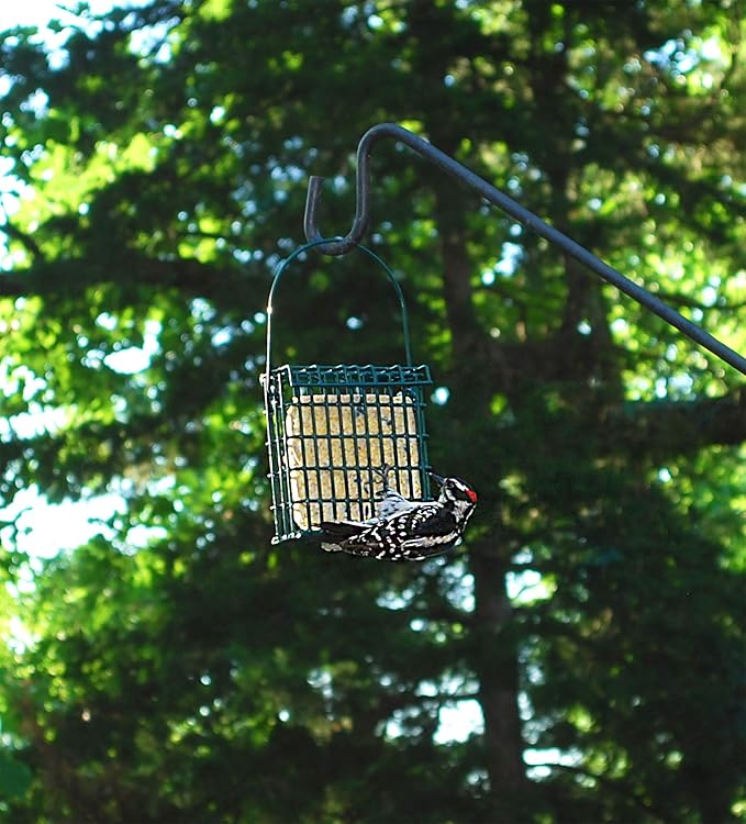 Wildlife Sciences Suet Cake Packs (Cranberry Snap)