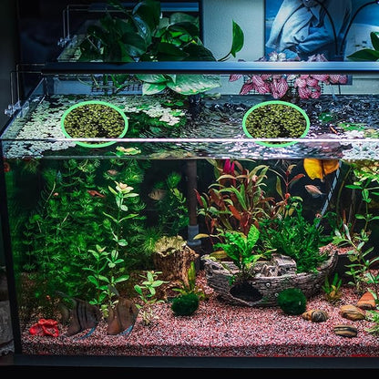 10 Pcs Fish Feeding Rings Set 5 Sizes of Aquarium Floating Plant Ring Foam Fish Feeder Rings Round Feeder Ring-Floating Plant Ring for Fishes, Floating Plants