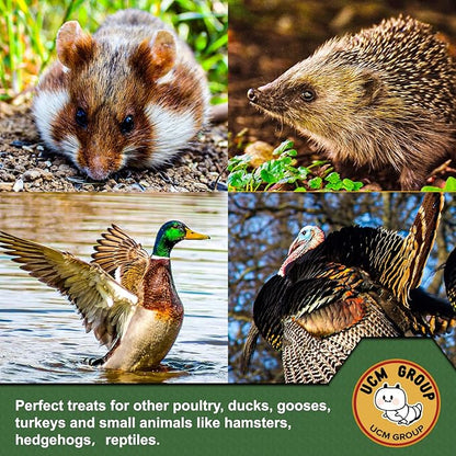 UCM Group 5LB Dried mealworms for Wild Birds, Chickens, High Protein Organic Chicken Feed, 100% Non-GMO for Chickens, Ducks, Turtles and Reptiles