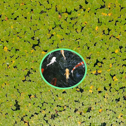 10 Pcs Fish Feeding Rings Set 5 Sizes of Aquarium Floating Plant Ring Foam Fish Feeder Rings Round Feeder Ring-Floating Plant Ring for Fishes, Floating Plants